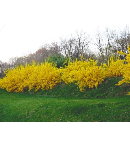 Форзиция (междинна) Forsythia × intermedia