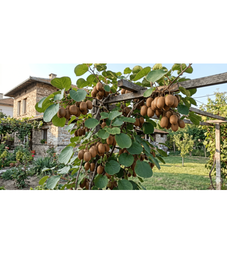 Киви ‘Abbott’ Actinidia deliciosa ‘Abbott’