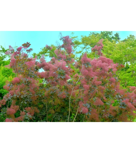 Тетра, смрадлика	Cotinus coggygria