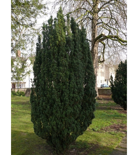 Тис обикновен Taxus baccata