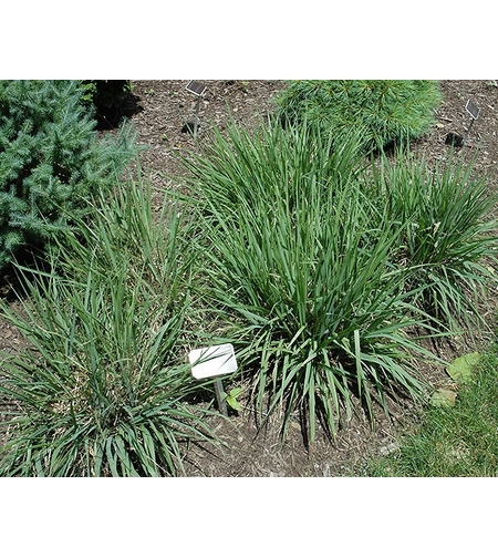 Ерагростис (тревица) Eragrostis spp.