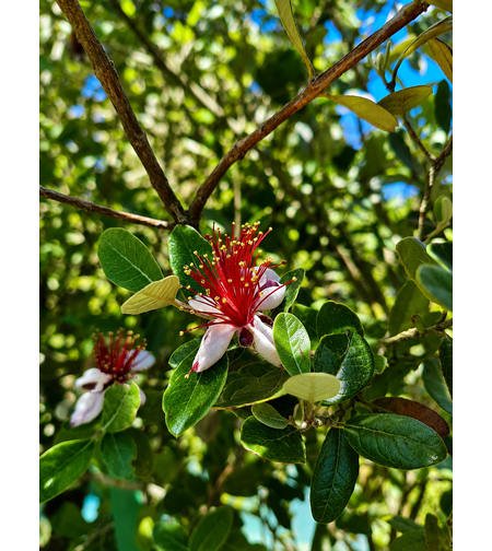 Фейхоа  'Feijoa sellowiana'