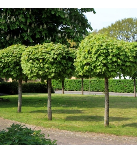 Норвежки клен ‘Globosum’ Acer platanoides ‘Globosum’