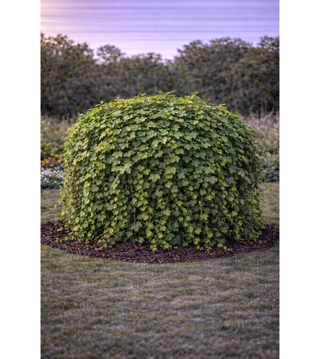 Бръшлян Hedera helix