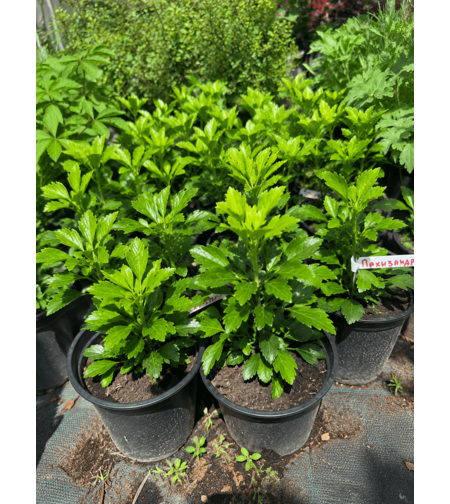 Пахизандра 'Pachysandra terminalis'