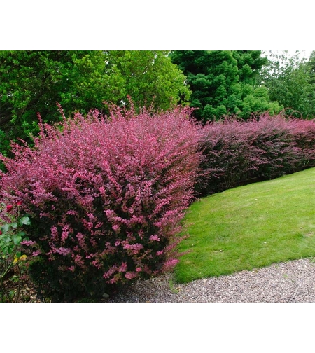 Берберис тъмночервен	Berberis Atropurpurea