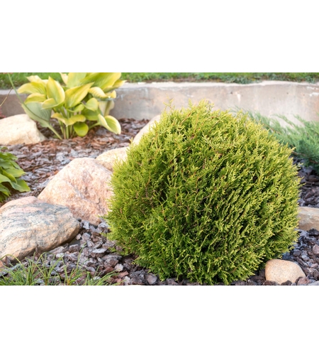 Туя Теди  Thuja occ. 