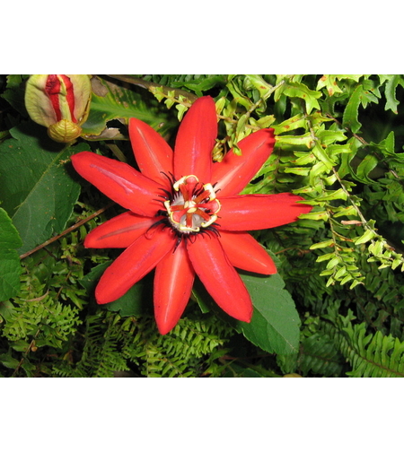 Кампсис (текомa) Tecoma radicans