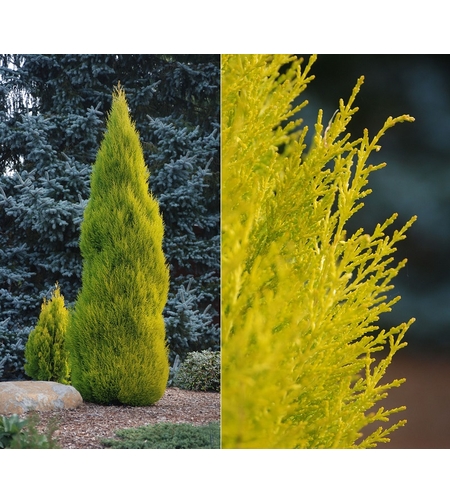 Макрокарпус кипарис ‘Wilma’ Cupressus macrocarpa ‘Wilma’