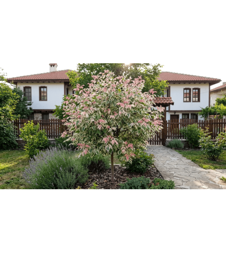 Явор „Фламинго“ / Пъстролистен явор (Acer negundo ‘Flamingo’)