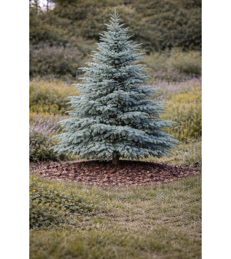 Кедър атласки ‘Glauca’ Cedrus atlantica ‘Glauca’