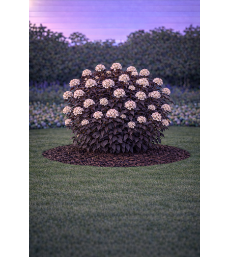 Физокарпус (пурпурен храст) Physocarpus opulifolius