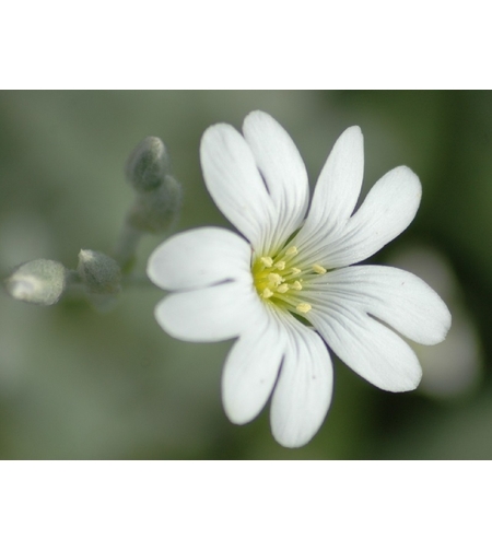 Церастиум (сребърна тревичка) Cerastium tomentosum