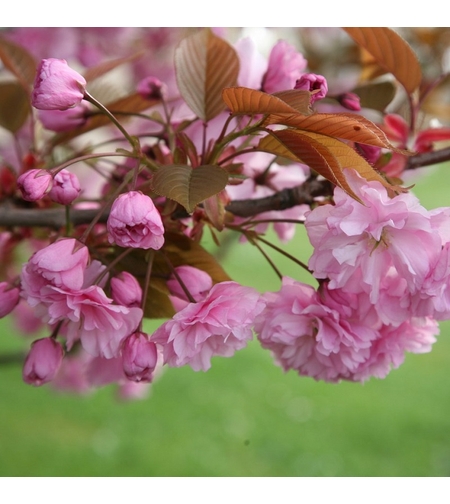 Японска вишна ‘Kanzan’ Prunus serrulata ‘Kanzan’