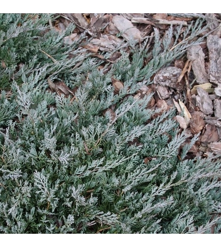 Хвойна хоризонтална ‘Wiltonii’ Juniperus horizontalis ‘Wiltonii’