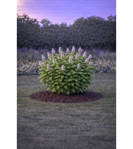 Мента Mentha piperita