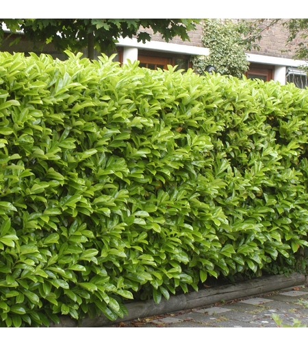 Лавровишня ‘Novita’ Prunus laurocerasus ‘Novita’