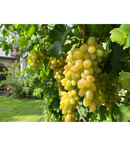 Лоза „Italia“ 'Vitis vinifera Italia’