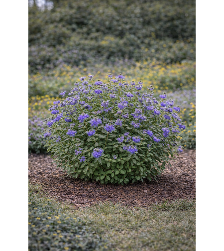 Карьоптерис ‘Heavenly Blue’ Caryopteris × clandonensis ‘Heavenly Blue’