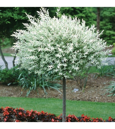 Върба ‘Hakuro Nishiki’ Salix integra ‘Hakuro Nishiki’