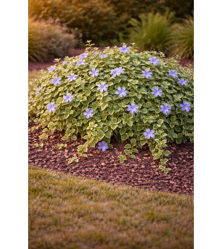 Зимзелена ‘Vinca major’ Vinca major