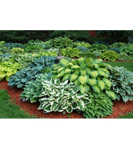 Хоста Hosta spp.