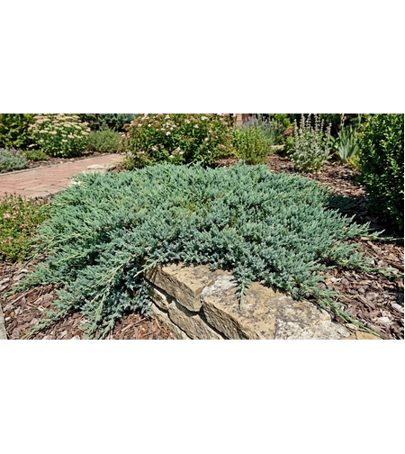 Хвойна ‘Wiltonii’ / Juniperus horizontalis ‘Wiltonii’