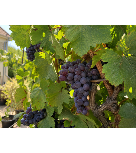 Лоза „Кондарев“ Vitis vinifera ‘Kondarev’