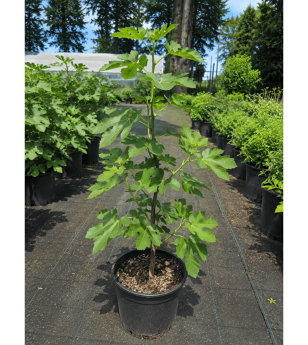 Смокиня 'Ficus carica'