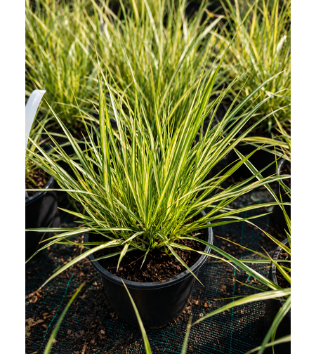 Молиния ‘Variegata’ 'Molinia caerulea Variegata’