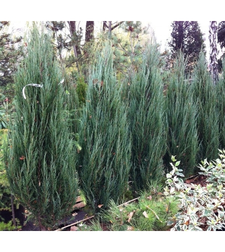 Хвойна скална ‘Blue Arrow’ Juniperus scopulorum ‘Blue Arrow’