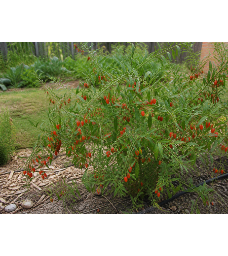 Годжи бери (Lycium barbarum)