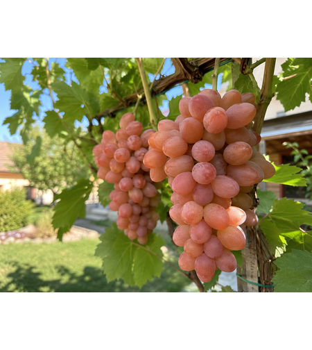 Лоза „Анюта“ Vitis vinifera ‘Anyuta’