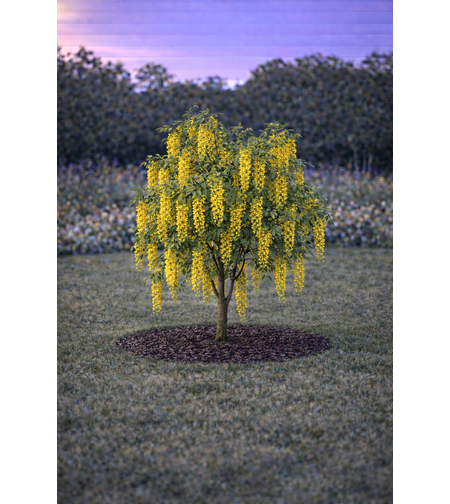 Лабурнум (златен дъжд) Laburnum anagyroides