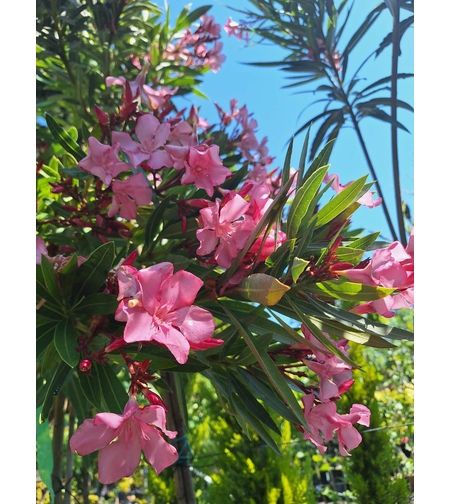 Зокум (Олеандър)   'Nerium oleander'