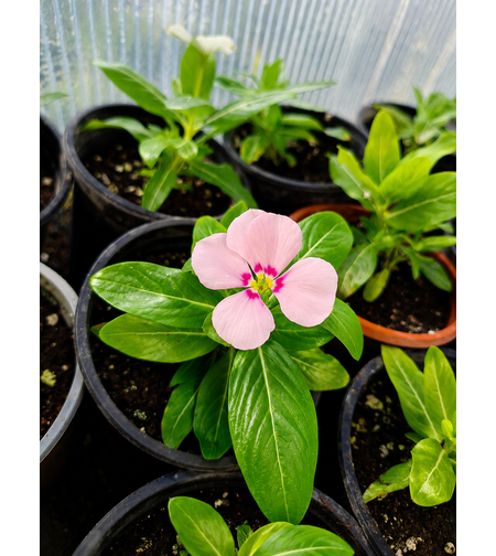 Винка 'Розеа' 'Vinca rosea'