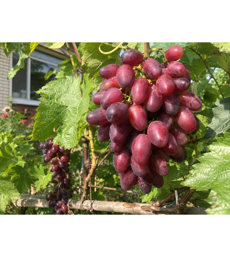 Лоза „Велика“  'Vitis vinifera Velika’