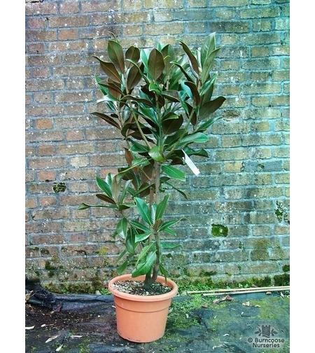 Магнолия ‘Little Gem’ Magnolia grandiflora ‘Little Gem’