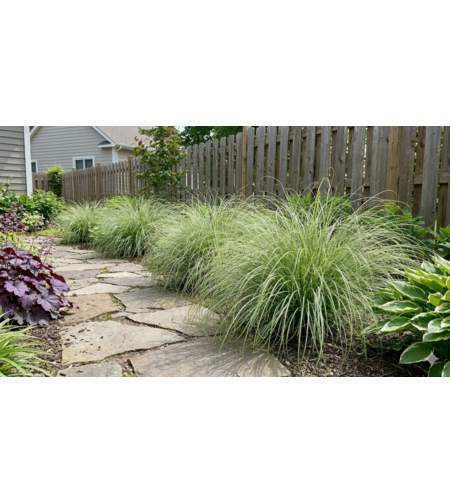 Карекс (съчмолистна острица) Carex spp.