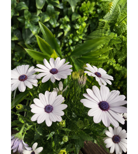 Остеоспермум 'Osteospermum spp.'