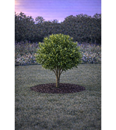 Лаврово дърво (дафинов лист) Laurus nobilis