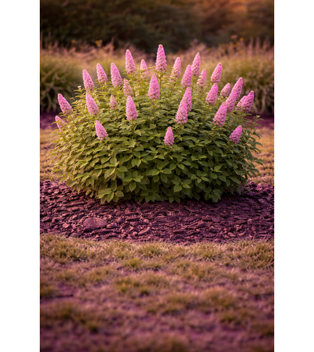 Спирея Дъгласова Spiraea douglasii