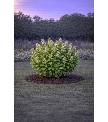 Маточина Melissa officinalis