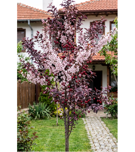 Червенолистната слива „Хеси“ Prunus cerasifera 'Hessei'
