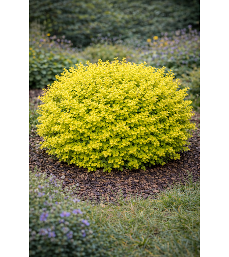 Берберис Тунберг ‘Aurea’ Berberis thunbergii ‘Aurea’