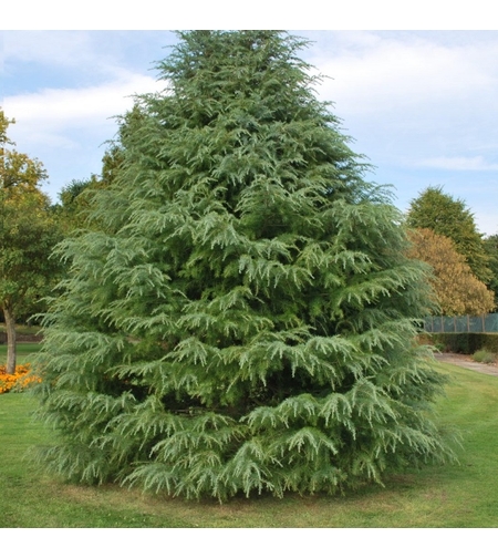 Кедър хималайски Cedrus deodara