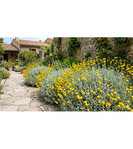 Сантолина вечнозелена Santolina chamaecyparissus