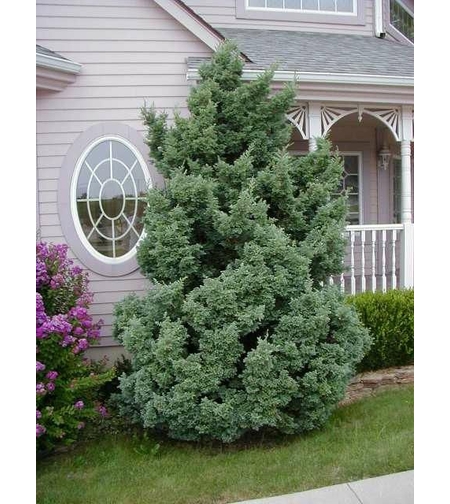 Лъжекедър ‘Boulevard’ Chamaecyparis pisifera ‘Boulevard’