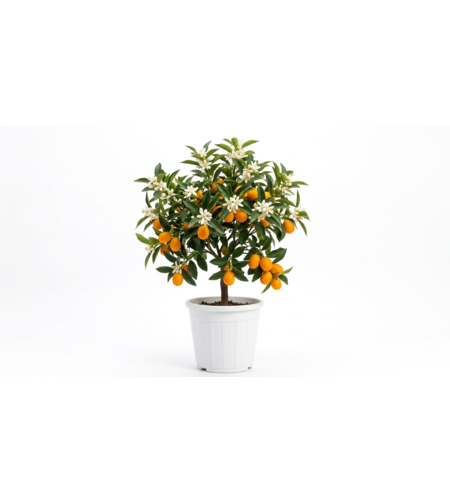 Кумкуат (японски цитрус) Citrus japonica