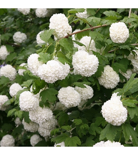 Калина ‘Roseum’ Viburnum opulus ‘Roseum’